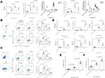 CD4 Antibody in Flow Cytometry (Flow)