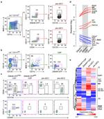 CD24 Antibody in Flow Cytometry (Flow)