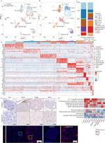 CD19 Antibody in Immunohistochemistry (IHC)