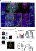 CD20 Monoclonal Antibody (L26), Alexa Fluor™ 488 (53-0202-82)