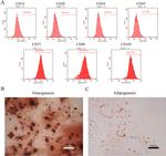 CD45 Antibody in Flow Cytometry (Flow)