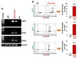 CD28 Antibody in Flow Cytometry (Flow)