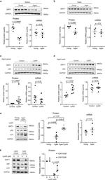 CD28 Antibody in Flow Cytometry (Flow)