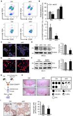 CD24 Antibody in Flow Cytometry (Flow)