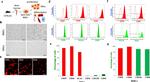 CD45 Antibody in Immunohistochemistry, Flow Cytometry (IHC, Flow)