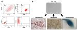 CD45 Antibody in Flow Cytometry (Flow)