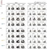 CD49d (Integrin alpha 4) Antibody in Flow Cytometry (Flow)