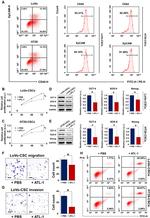 CD326 (EpCAM) Antibody in Flow Cytometry (Flow)