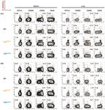 CD49d (Integrin alpha 4) Antibody in Flow Cytometry (Flow)