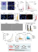 CD44 Monoclonal Antibody (IM7) (14-0441-82)