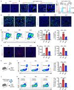 CCL2 (MCP-1) Antibody in Immunocytochemistry (ICC/IF)