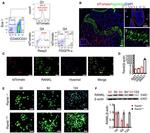 CD45 Antibody in Flow Cytometry (Flow)