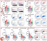 CD45 Antibody in Flow Cytometry (Flow)