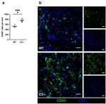 CD45 Antibody in Immunohistochemistry (IHC)