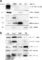 APH1 Antibody in Western Blot (WB)