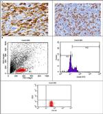 CD68 Monoclonal Antibody (eBioY1/82A (Y1/82A)), FITC (11-0689-42)