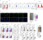 IL-13 Antibody in Flow Cytometry (Flow)