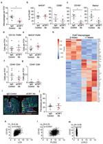 CD4 Antibody in Immunohistochemistry (IHC)