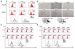 HLA-DR Antibody in Flow Cytometry (Flow)