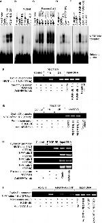 NFATC1 Antibody in ChIP Assay (ChIP)