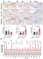 CD4 Antibody in Immunohistochemistry (IHC)