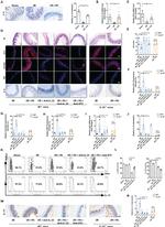 IL-13 Antibody in Flow Cytometry (Flow)