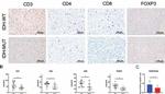 CD4 Antibody in Immunohistochemistry (IHC)