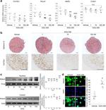 Collagen X Antibody in Immunohistochemistry, Immunohistochemistry (PFA fixed) (IHC, IHC (PFA))