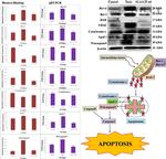 Bcl-xL Antibody in Western Blot (WB)