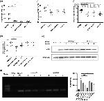 Cytomegalovirus pp65 Antibody in Western Blot (WB)