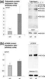 Calpastatin Antibody in Western Blot (WB)