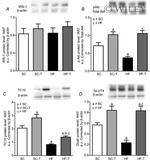 AKT Pan Antibody in Western Blot (WB)