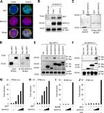 IRF7 Antibody in Western Blot (WB)