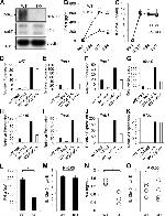 IRF7 Antibody in Western Blot (WB)