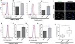 PMP70 Antibody in Immunocytochemistry, Flow Cytometry (ICC/IF, Flow)