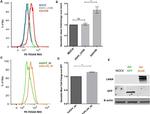 PMP70 Antibody in Flow Cytometry (Flow)