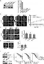 SSRP1 Antibody in Western Blot (WB)