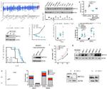 CD11b Antibody in Flow Cytometry (Flow)