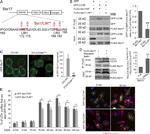 GFP Antibody in Immunoprecipitation (IP)