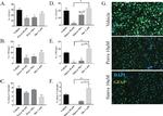 GFAP Antibody in Immunocytochemistry (ICC/IF)