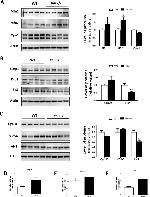 OPA1 Antibody in Western Blot (WB)