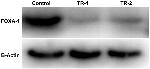 FOXA1 Antibody in Western Blot (WB)