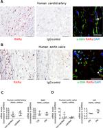 RARA Antibody in Immunohistochemistry (Frozen) (IHC (F))