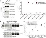 MRE11 Antibody in Western Blot (WB)