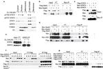 AGPAT9 Antibody in Western Blot, Immunoprecipitation (WB, IP)