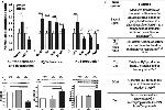 CBS Antibody in Western Blot (WB)