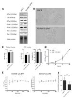 PRDX1 Antibody in Western Blot (WB)