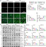 NFATC1 Antibody in Western Blot (WB)