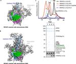 RPAP2 Antibody in Western Blot (WB)