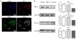 Cytokeratin 14 Antibody in Immunocytochemistry (ICC/IF)